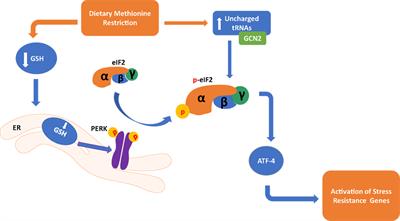 Physiological and Molecular Mechanisms of Methionine Restriction